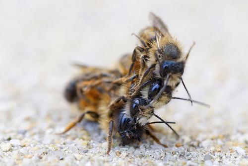 Réf. 202 802 : Osmia bicornis
